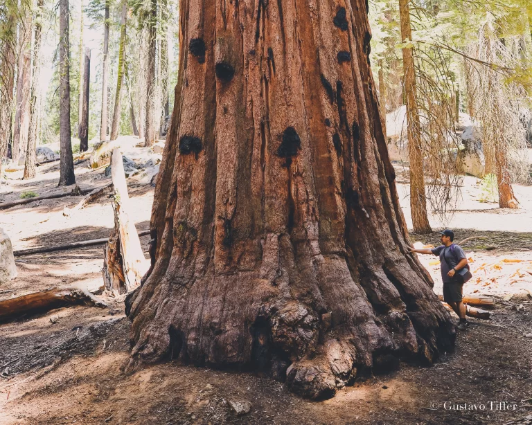 Weekend Road Trip from Los Angeles to Sequoia National Park