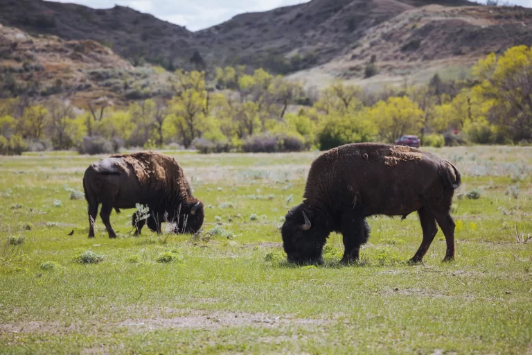 Uncover the Magic of Theodore Roosevelt National Park