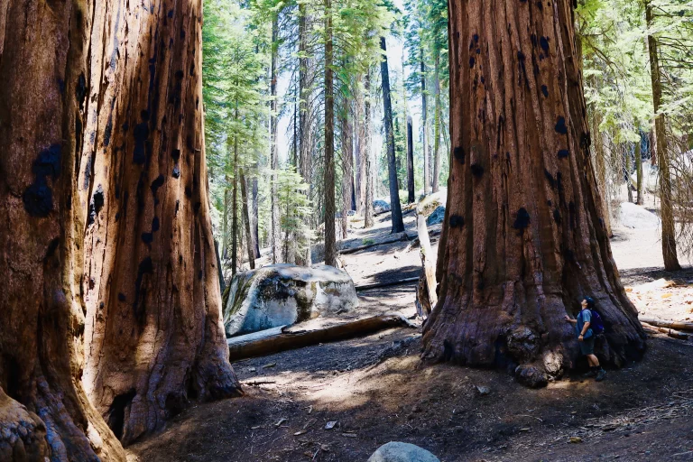 Sequoia National Park for Beginners: A Complete Guide