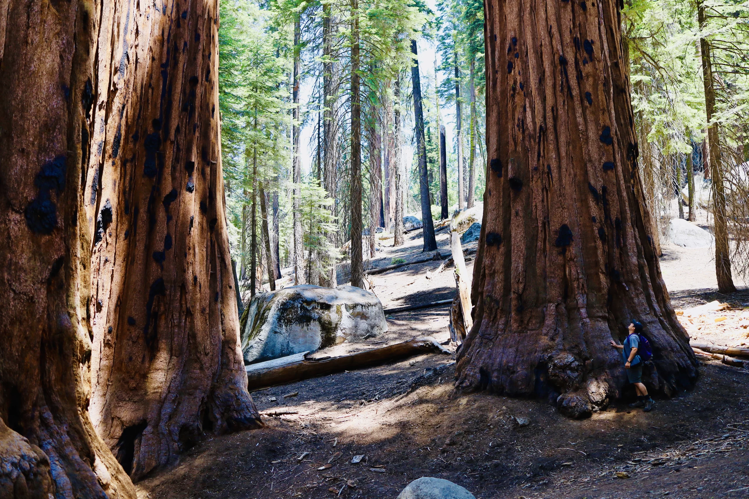 hiker at sequoia national park