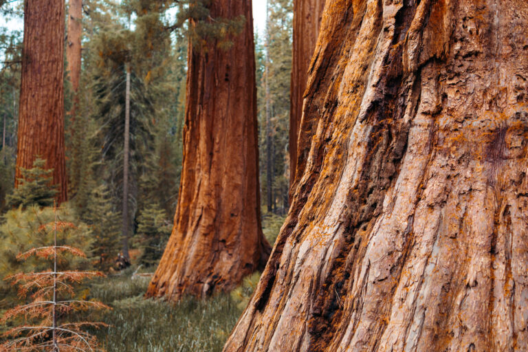 Mariposa Grove vs Sequoia National Park: A Comprehensive Comparison