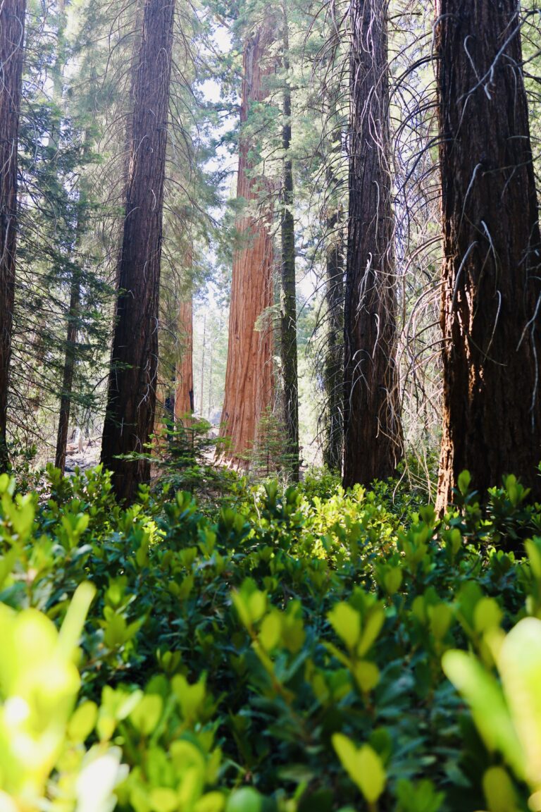 Our Definitive Sequoia National Park Itinerary